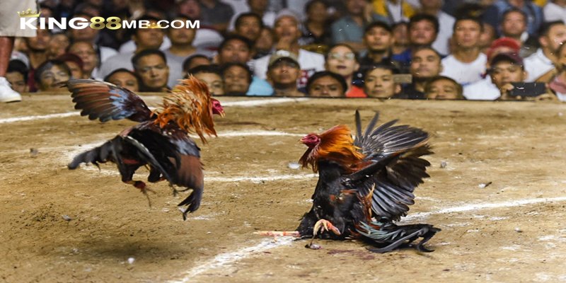 Đá Gà Cựa Sắt Thomo C1 - Hình Thức Giải Trí Online Hấp Dẫn 9 Quy định rõ ràng và minh bạch tạo nên tính khách quan cho trò chơi