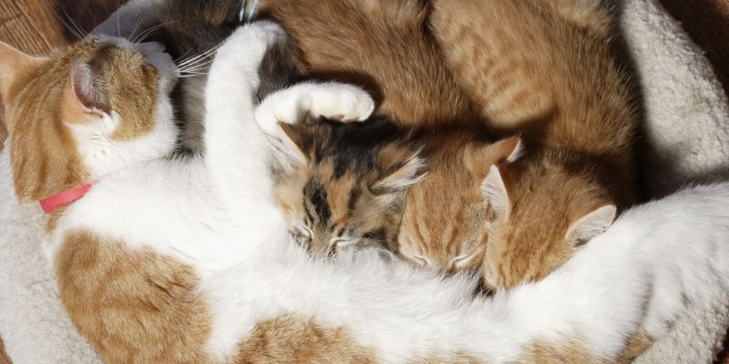 Mơ thấy mèo là điềm gì? Giải đáp những bí ẩn liên quan 7 Gia đình bạn chuẩn bị đón tin vui khi nhìn thấy giấc mơ này