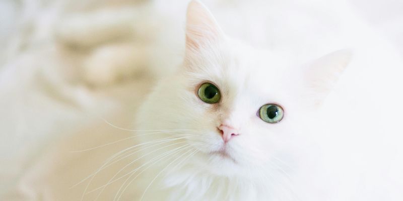 Mơ thấy mèo là điềm gì? Giải đáp những bí ẩn liên quan 8 Mèo trắng có ngoại hình tuyệt đep, báo hiệu những điều phước lành sẽ đến
